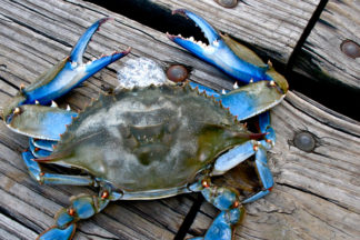 crabbing-outer-banks-nc-600x400-001.jpg