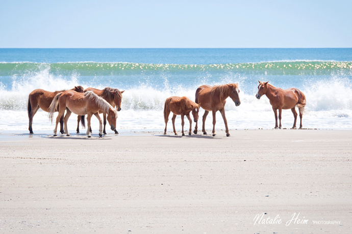 Outer Banks, NC Photo Gallery