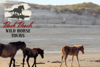 Back Beach Wild Horse Tours Corolla Outer Banks