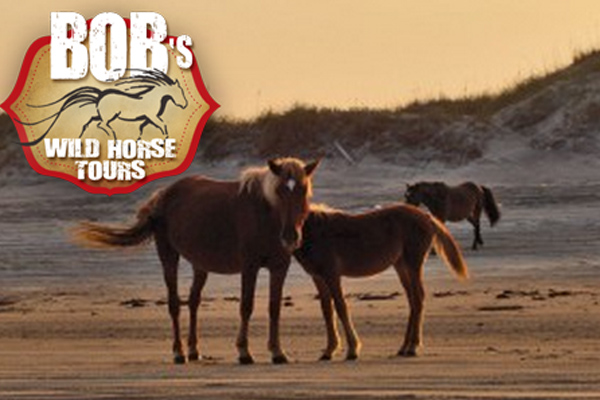 Bob’s Corolla Wild Horse Tours Outer Banks