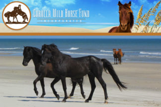 Corolla Wild Horse Fund Outer Banks
