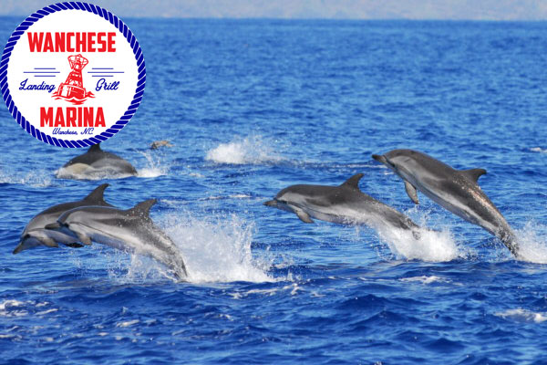 north carolina dolphin tours